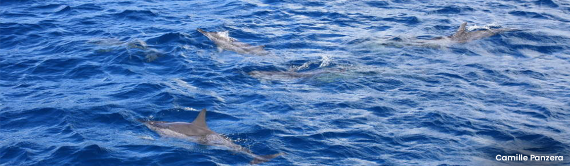 Golfinhos em Fernando de Noronha