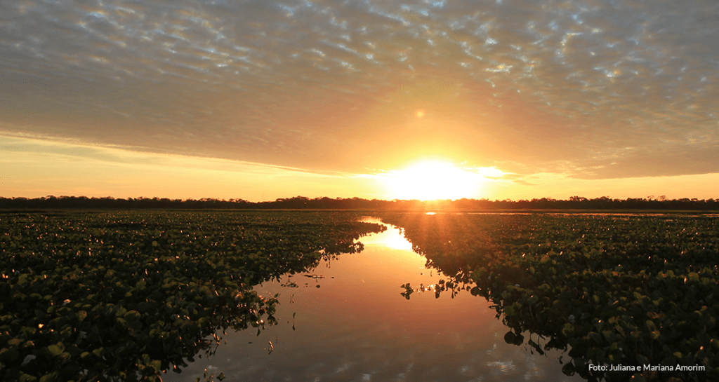 Descubra o que fazer no Pantanal