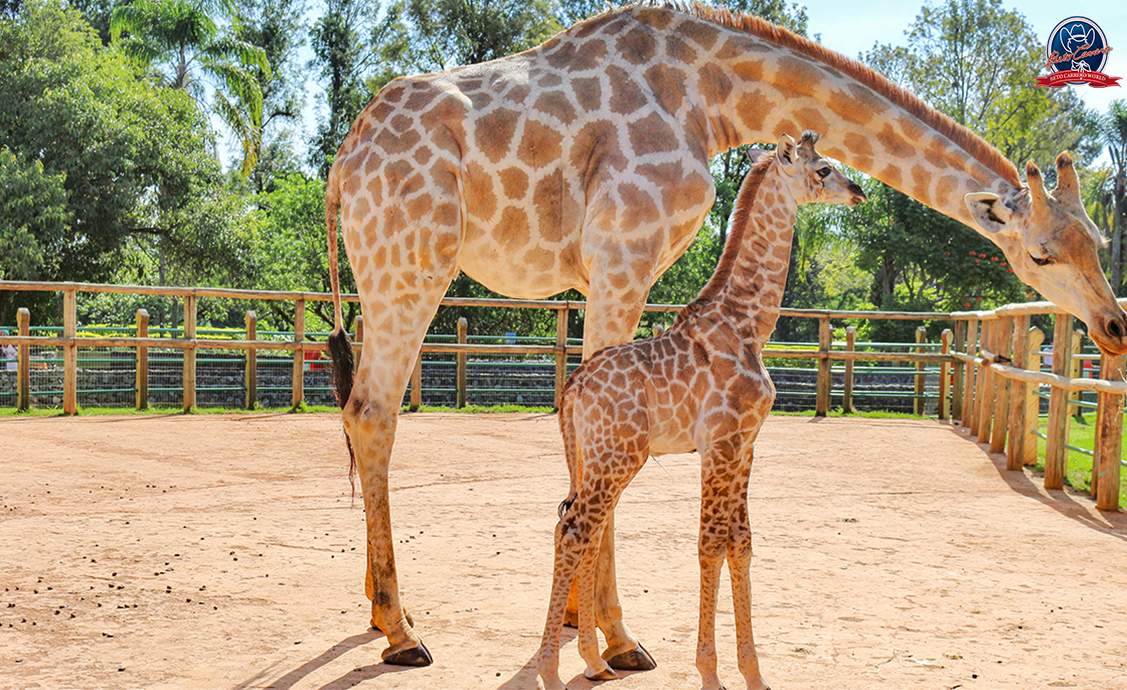girafas-zoo
