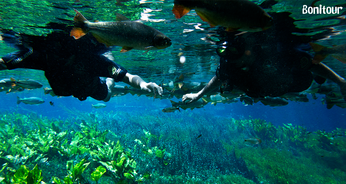Flutuação-com-peixes-no-Aguário-Natural