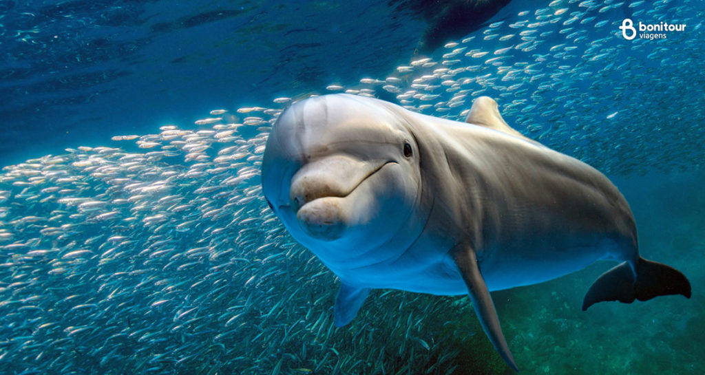 Golfinho - Também é possível observar animais silvestres em Fernando de Noronha/PE
