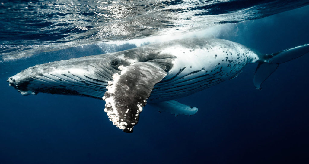baleia - Foto: Elianne Dipp via Pexels