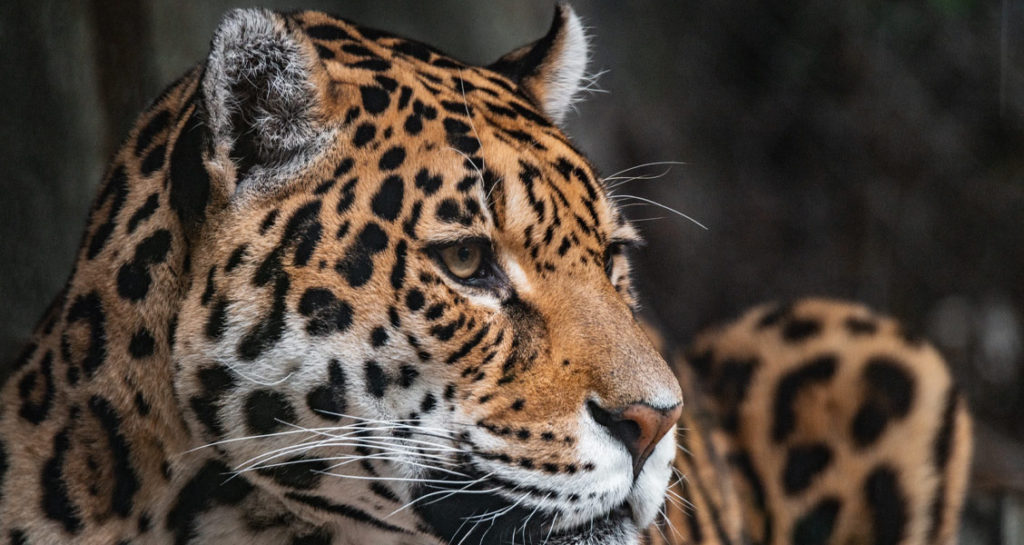 O Pantanal é um dos principais destinos para observar animais silvestres | Foto: Mike van den Bos via Unsplash