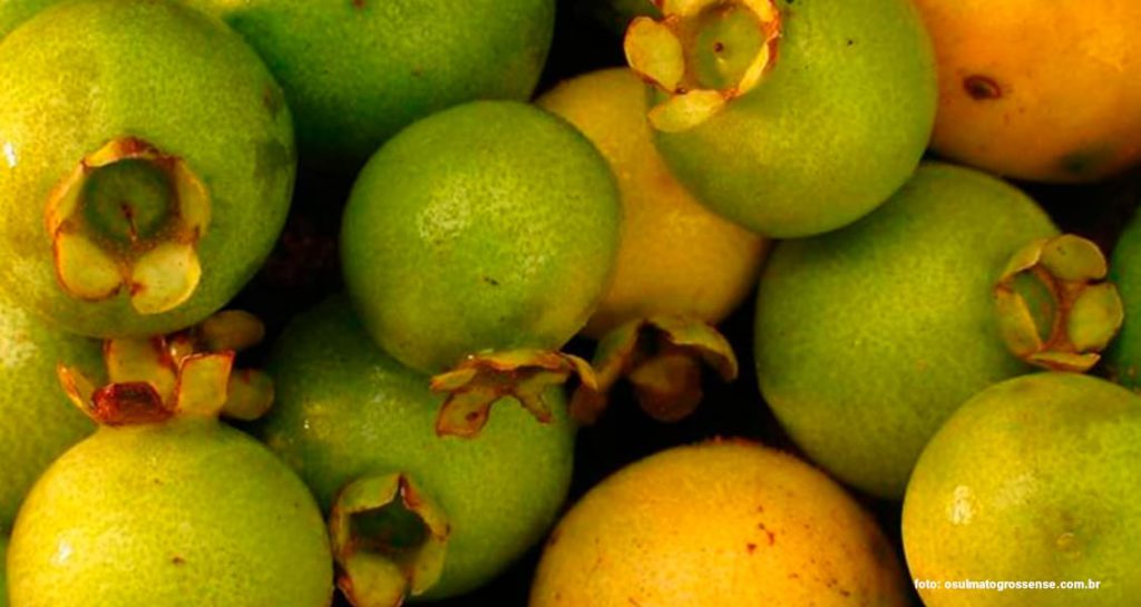 A Guavira, frutinha típica da região é tão querida que até ganhou um festival
