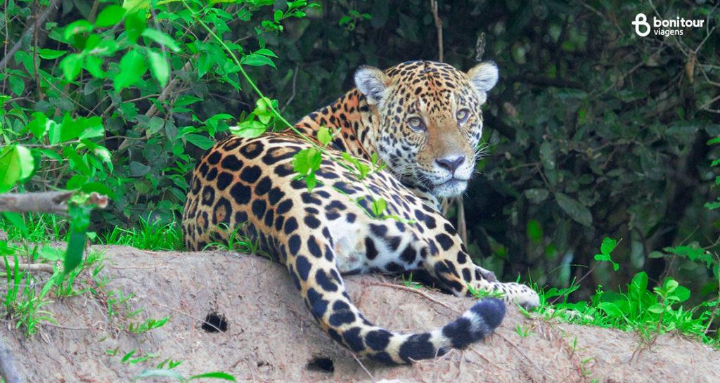 Fauna e flora do Pantanal