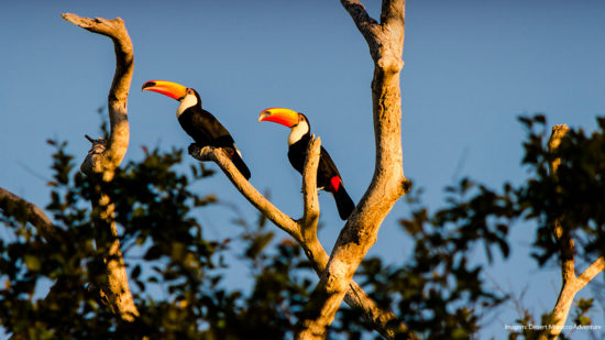 9 motivos para viajar para o Pantanal