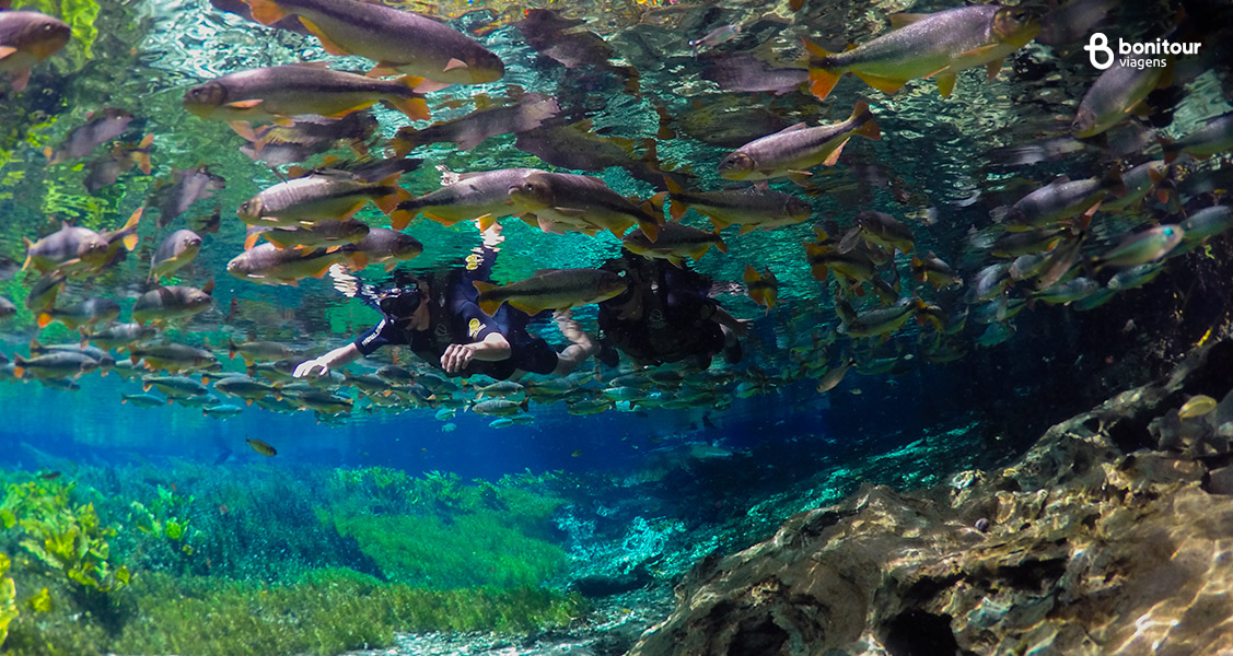 Conheça o Aquário Natural: uma flutuação de Bonito/MS que é inesquecível!