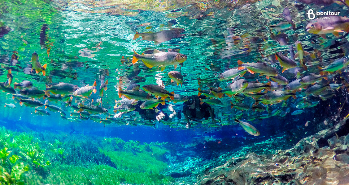 A flutuação no Aquário Natural recebe esse nome por conta da rica fauna aquática que pode ser observada durante a atividade e pode ser feita durante a chuva em Bonito/MS