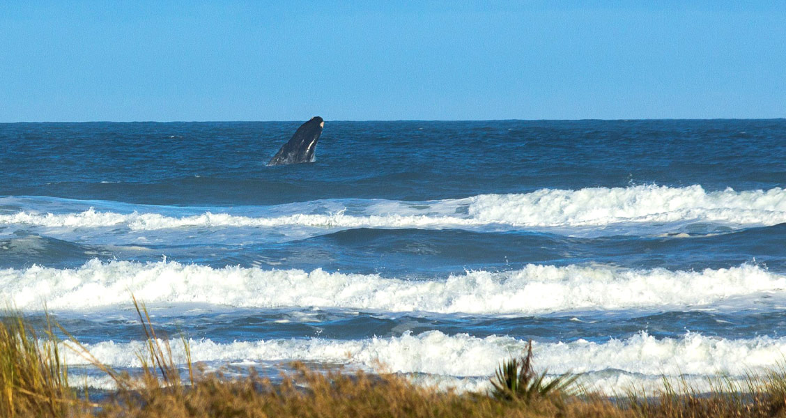 baleia-no-mar -  Foto: Wikimedia