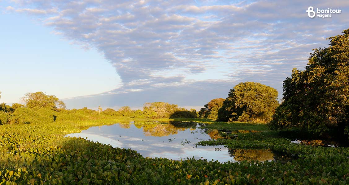Roteiro de 5 dias no Pantanal Sul: o que fazer por lá?
